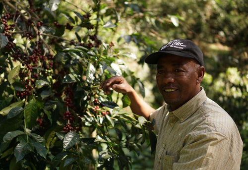 Flavour of The Month: Tesfaye by PPP Coffee