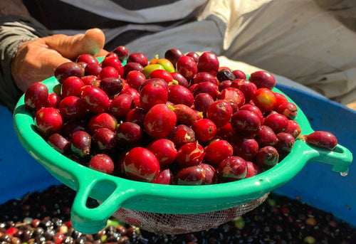 The Wonderful World of Specialty Coffee