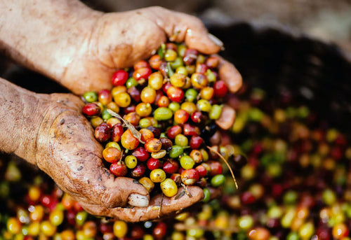 Know Your Coffee: Coffee Processing 101