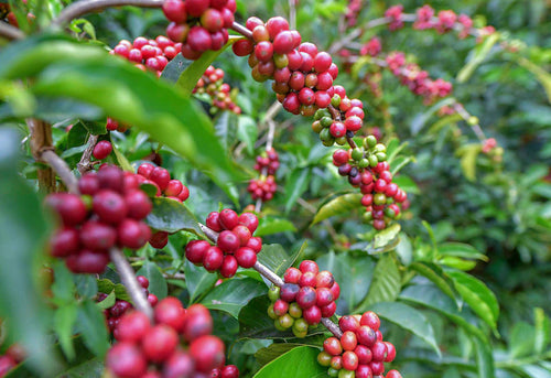 Gesha Coffees – Liquid Gold?