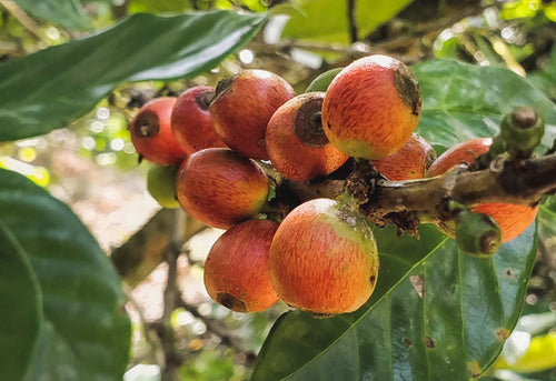 Don't Forget the Libericas: An Interview with Coffee Producer Elaine Barrios